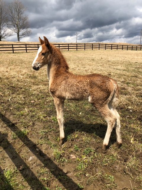 Foal of One Stormy Mama