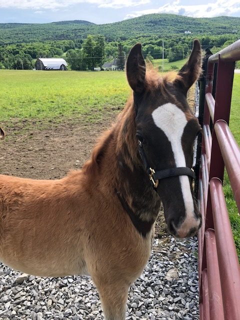 Foal of One Stormy Mama